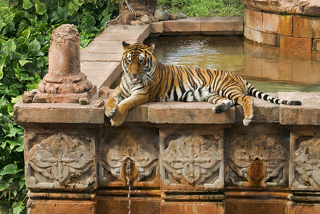 walt disney world disney's animal kingdom tiger marajah jugle trek asia area