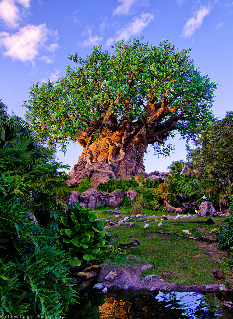 walt disney world disney's animal kingdom tree of life