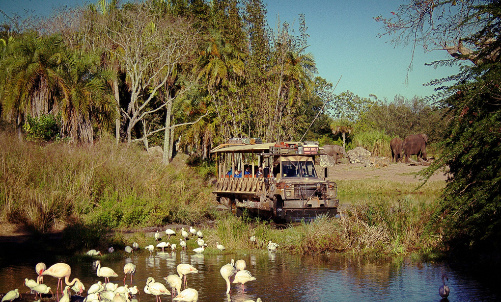 walt disney's animal kingdom kilimanjaro safaris