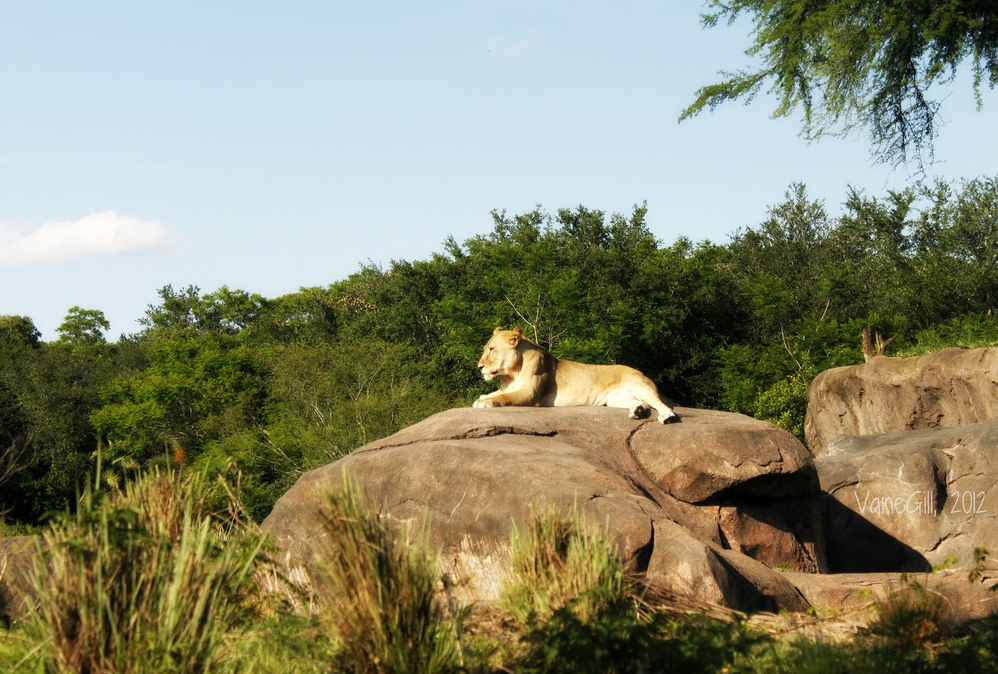 walt disney world disney's animal kingdom lion kilimanjaro safaris rock